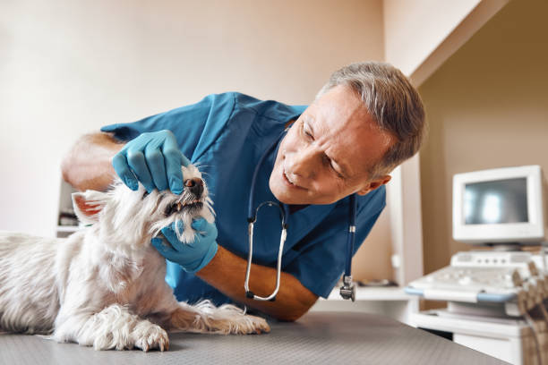 Best Dental Abscess Treatment in St Ansgar, IA
